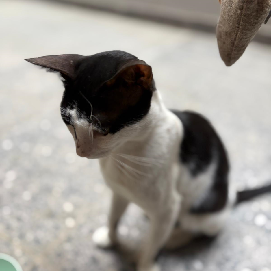 Street Kitten - Zue For Pet Supplies Co.