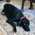 German Shorthaired Pointer (GSP) / Male - Zue For Pet Supplies Co.