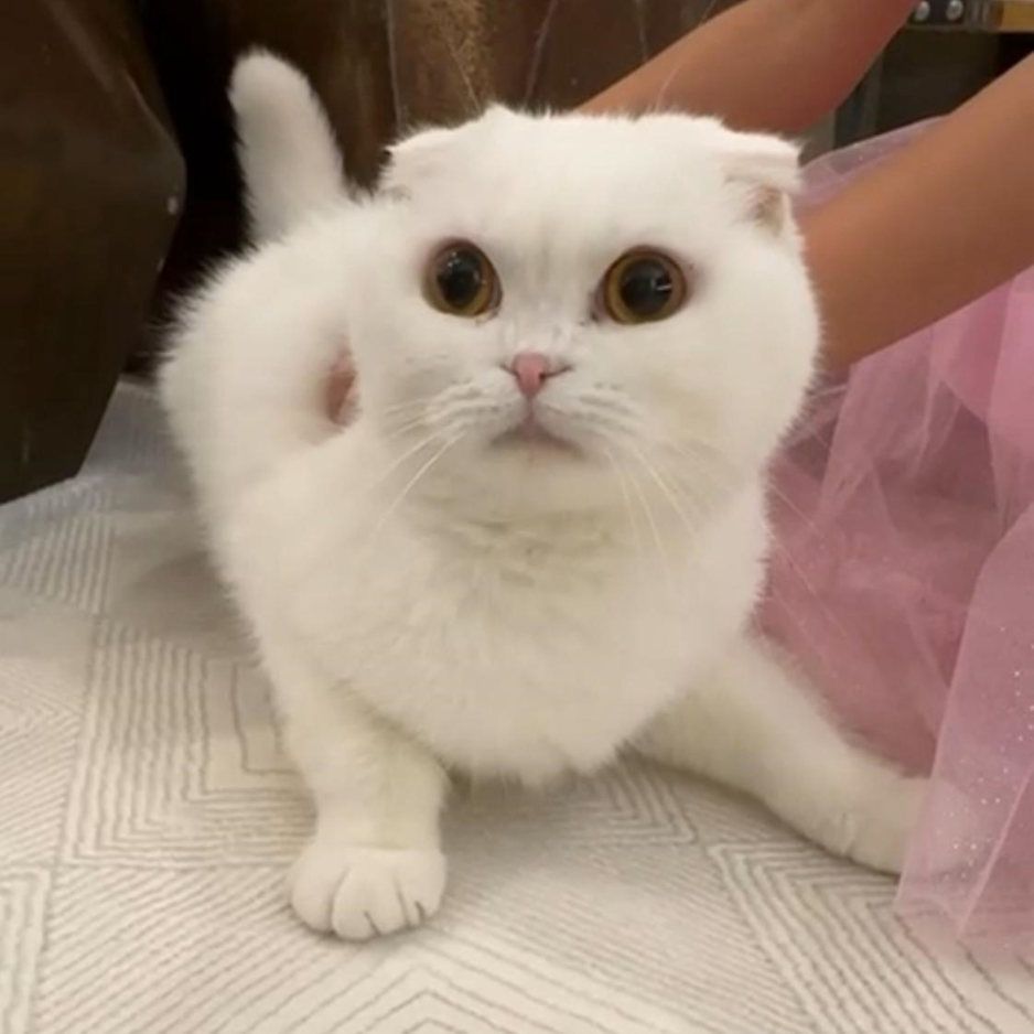 Pecky Face Orange Cat & Scottish Fold White Cat - Zue For Pet Supplies Co.