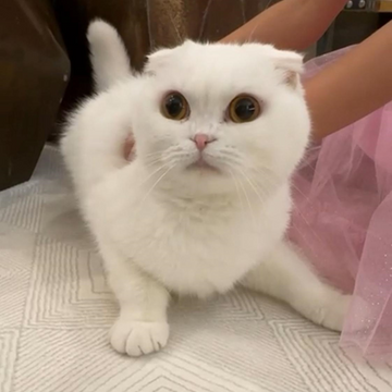 Pecky Face Orange Cat & Scottish Fold White Cat - Zue For Pet Supplies Co.