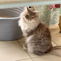 Scottish & Shirazi Mix / 8 Months Old - Zue For Pet Supplies Co.
