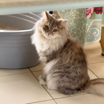 Scottish & Shirazi Mix / 8 Months Old - Zue For Pet Supplies Co.