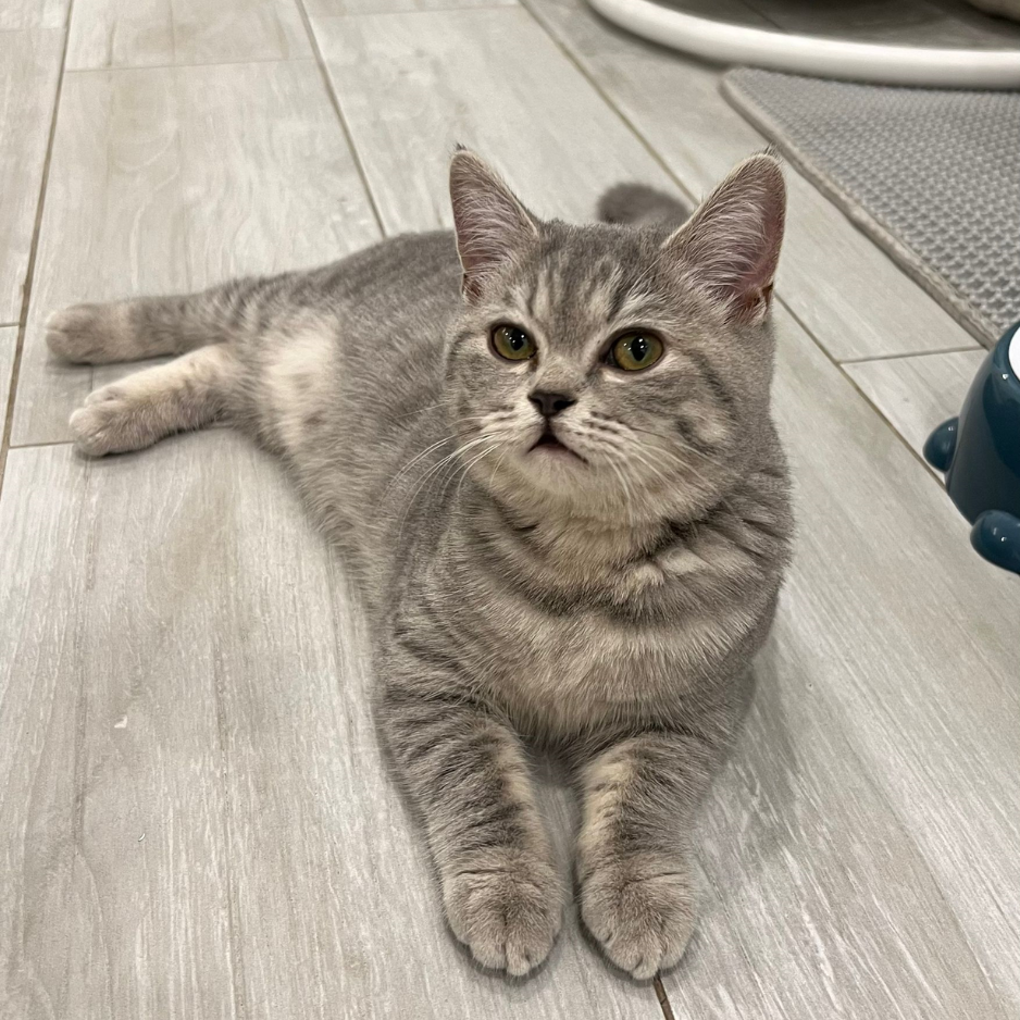 British Shorthair / Female / 4 Months Old - Zue For Pet Supplies Co.
