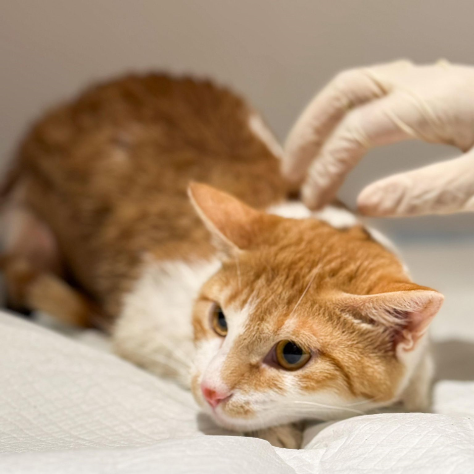 Crossbreed (shorthair) - Zue For Pet Supplies Co.