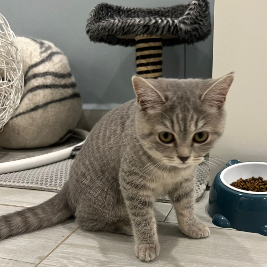 British Shorthair / Female / 4 Months Old - Zue For Pet Supplies Co.
