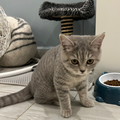 British Shorthair / Female / 4 Months Old - Zue For Pet Supplies Co.