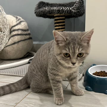 British Shorthair / Female / 4 Months Old - Zue For Pet Supplies Co.