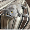 British / Female / 1 Year 9 Months Old - Zue For Pet Supplies Co.