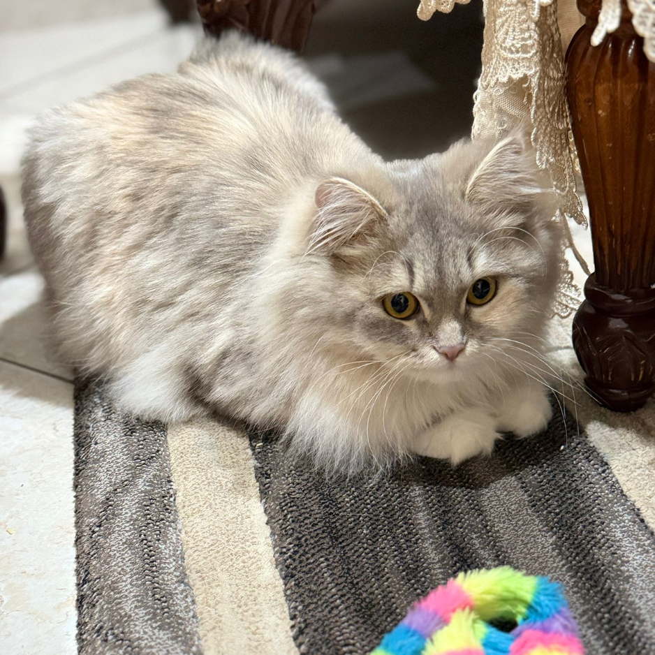 Scottish & Shirazi Mix / 8 Months Old - Zue For Pet Supplies Co.