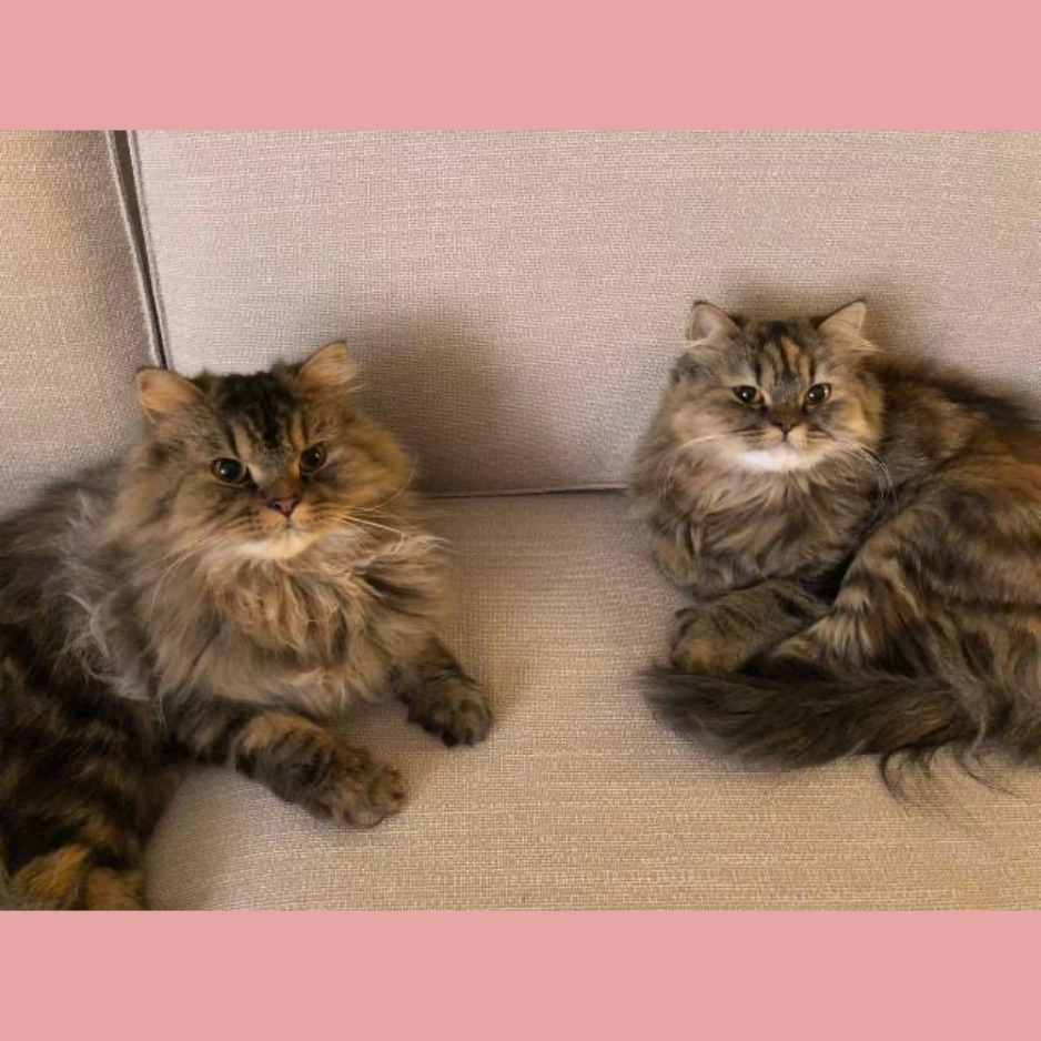 Persian / Male & Female / 9 Years Old - Zue For Pet Supplies Co.