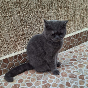Grey / Female - Zue For Pet Supplies Co.