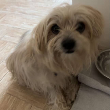 Teacup Maltese - Zue For Pet Supplies Co.
