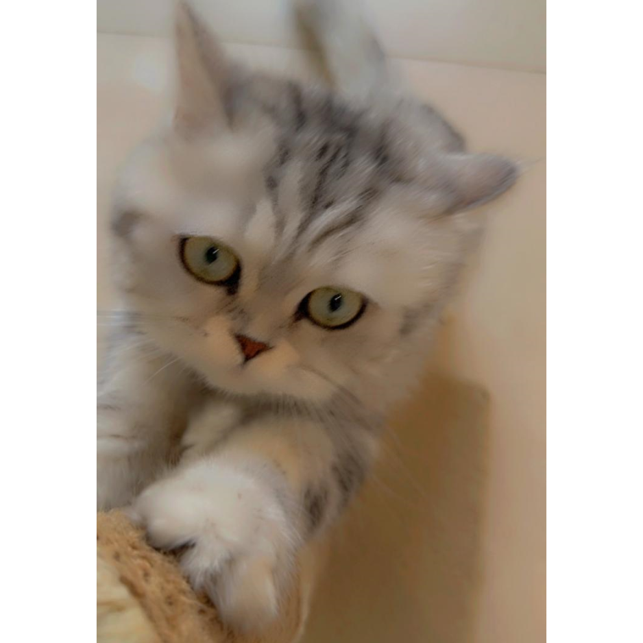 Smoky / Female / 1 Year Old - Zue For Pet Supplies Co.