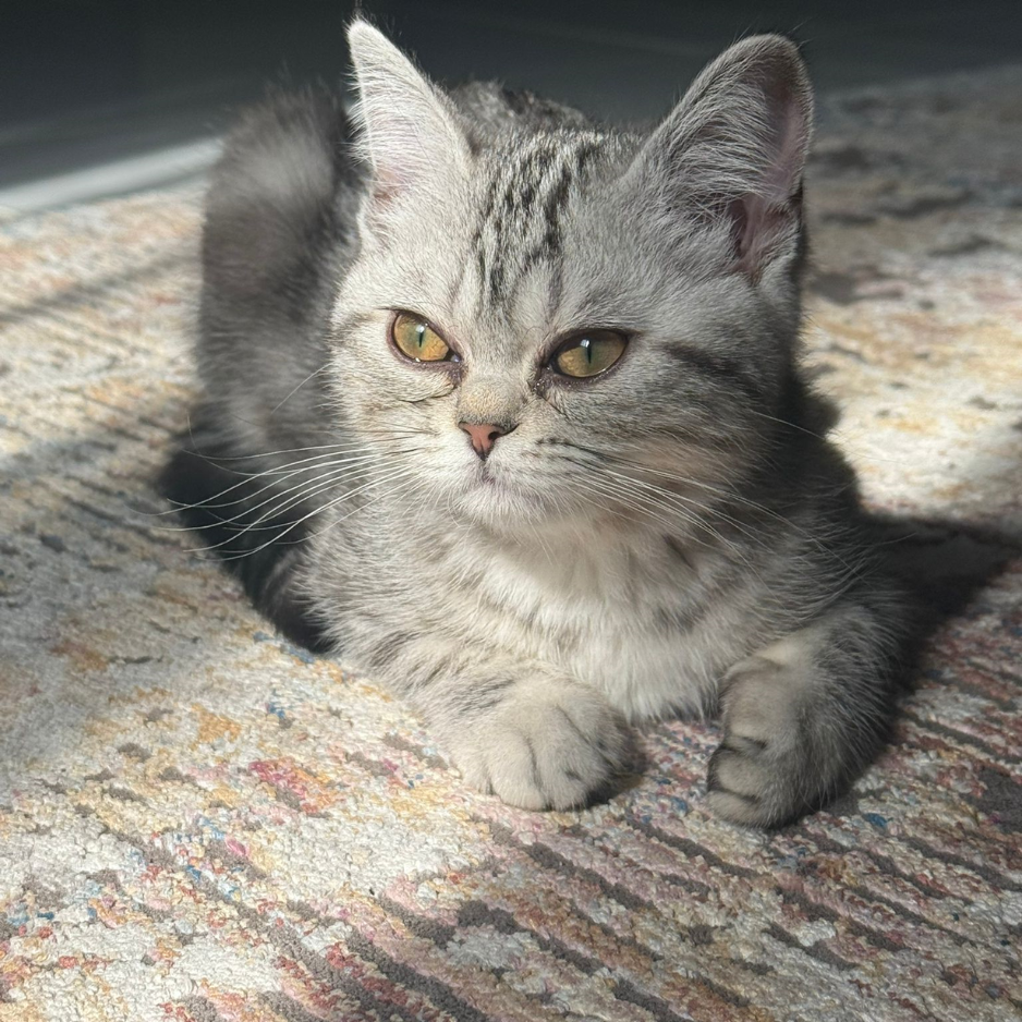 Lulu / Female - Zue For Pet Supplies Co.