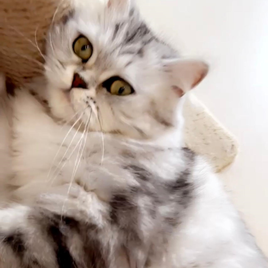 Smoky / Female / 1 Year Old - Zue For Pet Supplies Co.