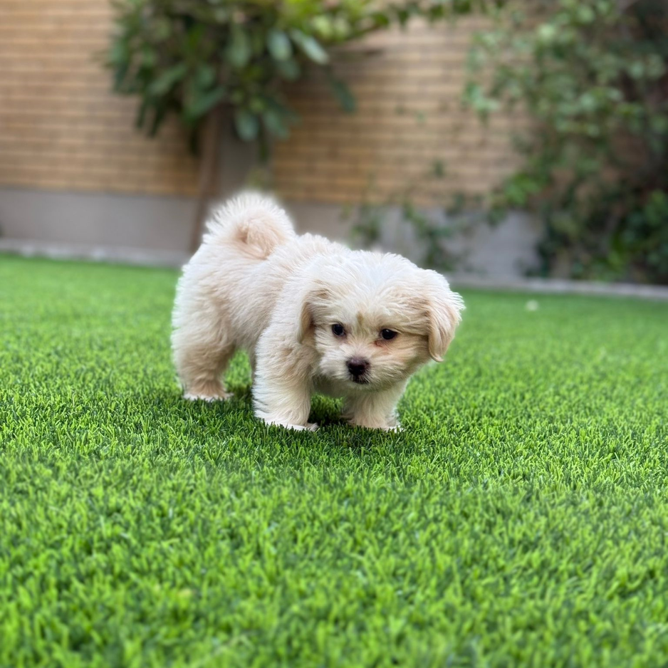 Maltipoo / Male / 2 Months Old - Zue For Pet Supplies Co.