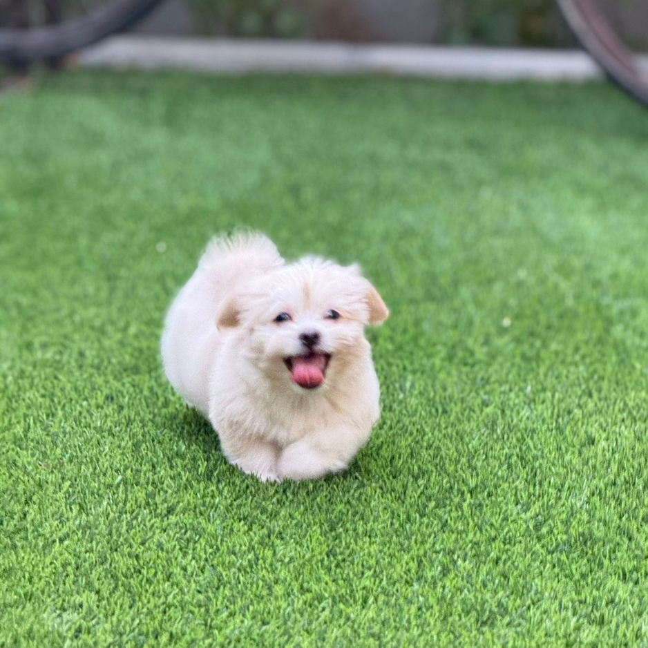 Maltipoo / Male / 2 Months Old - Zue For Pet Supplies Co.