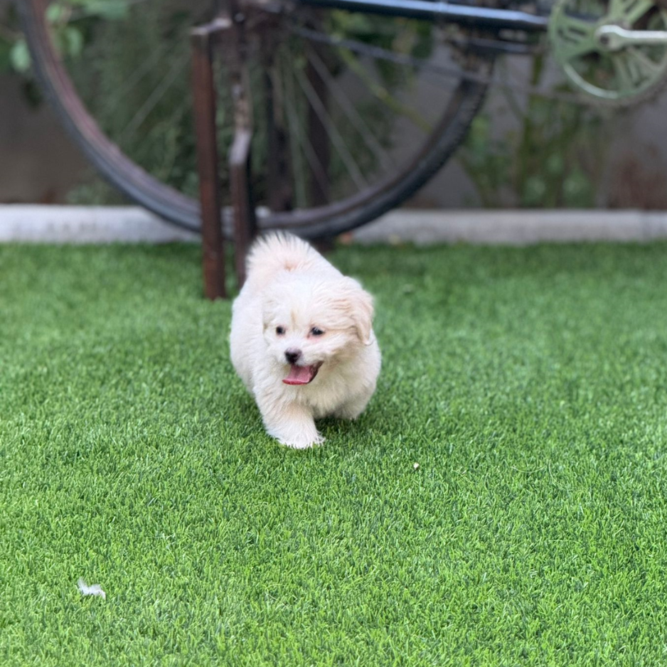 Maltipoo / Male / 2 Months Old - Zue For Pet Supplies Co.