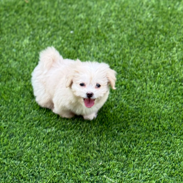 Maltipoo / Male / 2 Months Old - Zue For Pet Supplies Co.