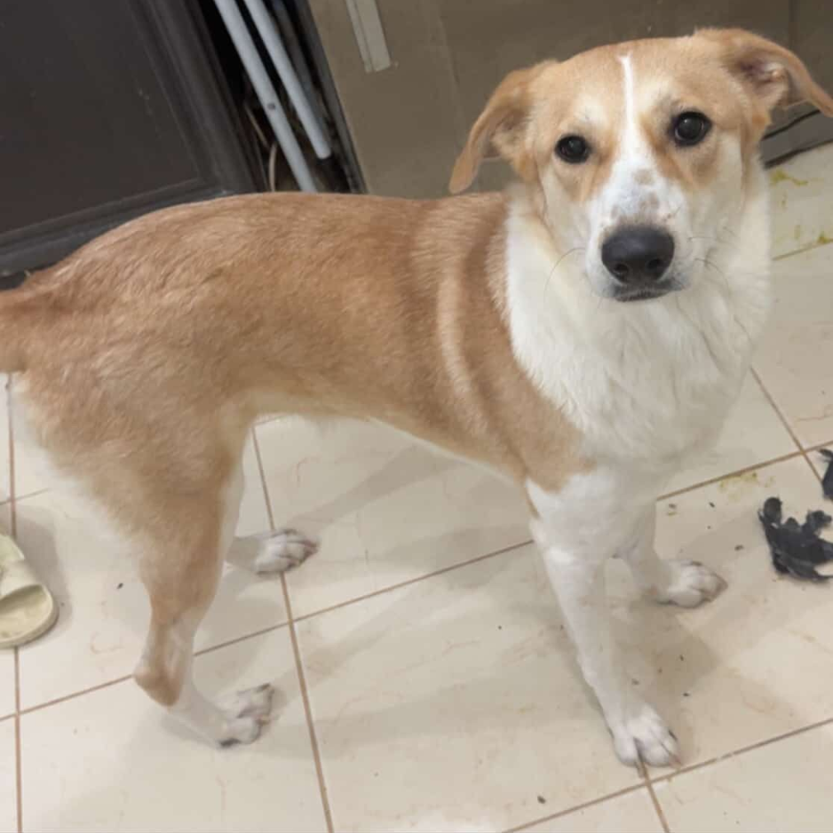 Golden Mix / 1 Year Old - Zue For Pet Supplies Co.