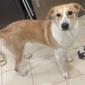 Golden Mix / 1 Year Old - Zue For Pet Supplies Co.
