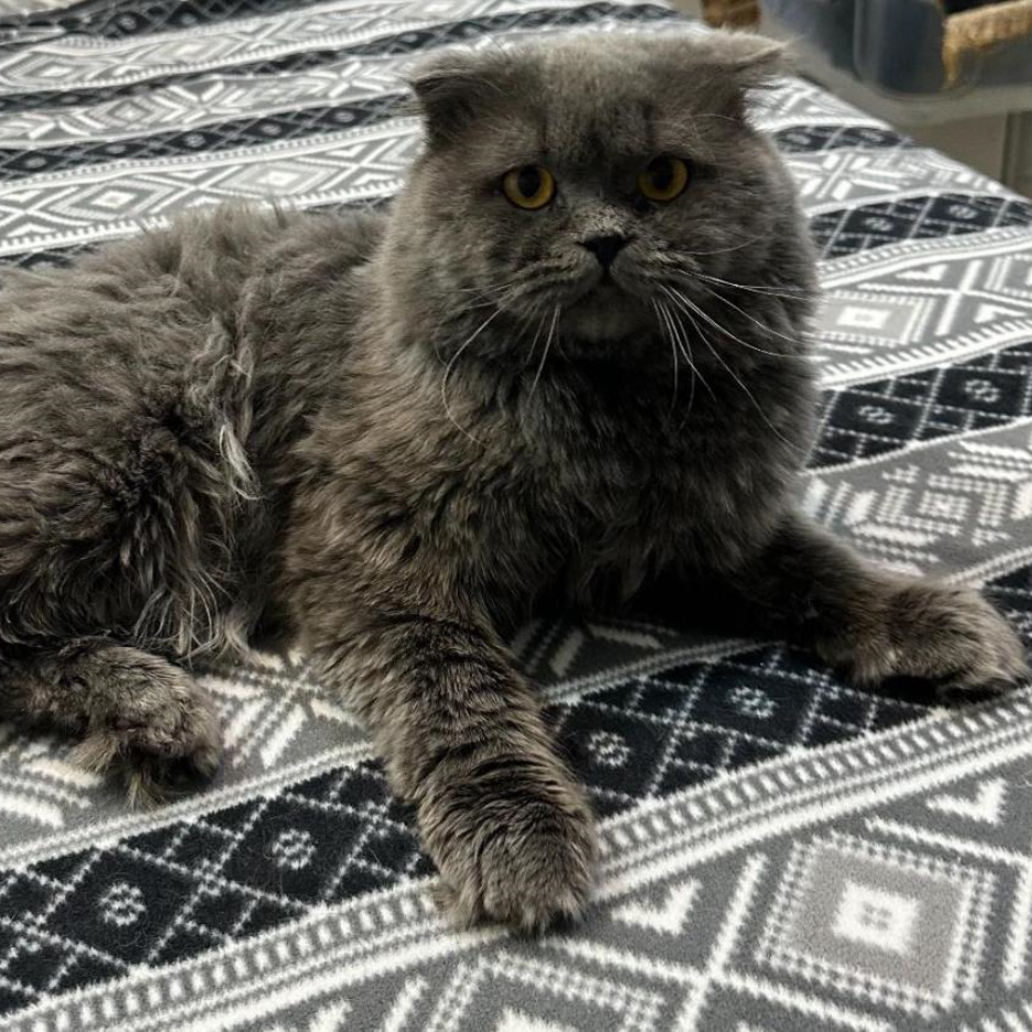 Multiple Cats - Zue For Pet Supplies Co.