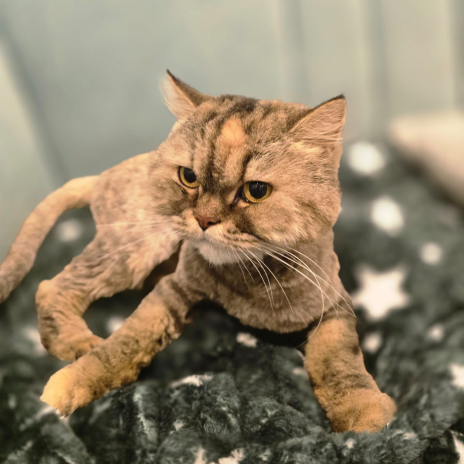 Persian / Male & Female / 9 Years Old - Zue For Pet Supplies Co.