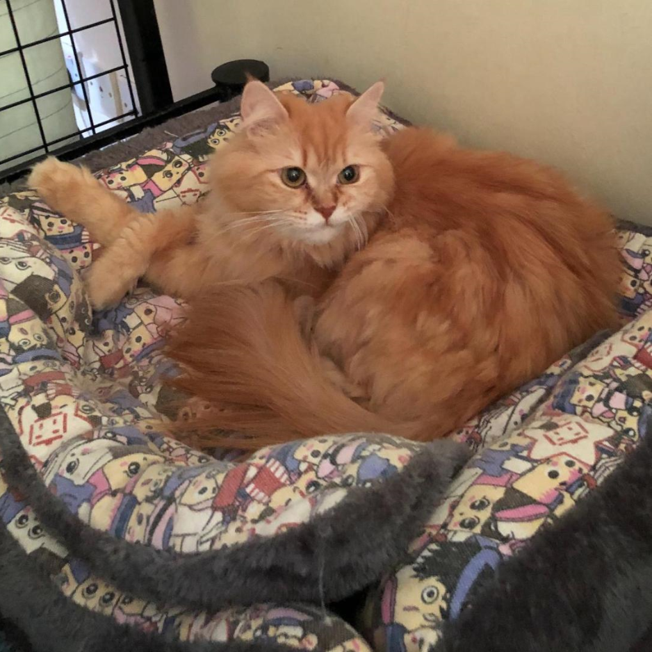 Multiple Cats - Zue For Pet Supplies Co.
