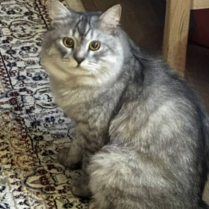 British Himalayan Mix / Male - Zue For Pet Supplies Co.