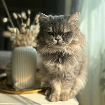 Persian / Male / 5 Years Old - Zue For Pet Supplies Co.