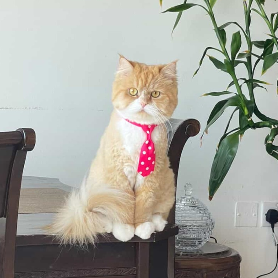 Himalayan Cat / Male / 3 Years Old - Zue For Pet Supplies Co.