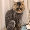 Persian / Male & Female / 9 Years Old - Zue For Pet Supplies Co.