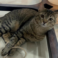 Multiple Cats - Zue For Pet Supplies Co.