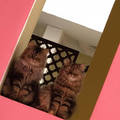 Persian / Male & Female / 9 Years Old - Zue For Pet Supplies Co.