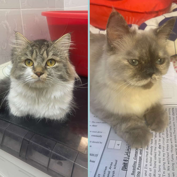 Shirazi & Himalayan / Male & Female