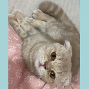 Scottish / Male / 5 Months Old