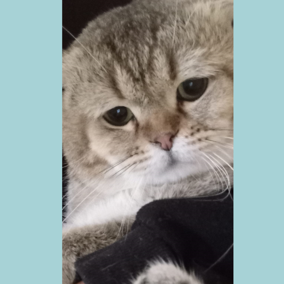 5 Cats - Zue For Pet Supplies Co.