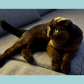 Scottish Fold / Female / 1 Year Old - Zue For Pet Supplies Co.