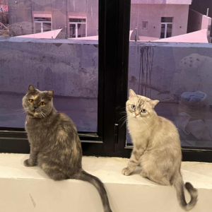 British / Male / 2.5 Years Old - Zue For Pet Supplies Co.