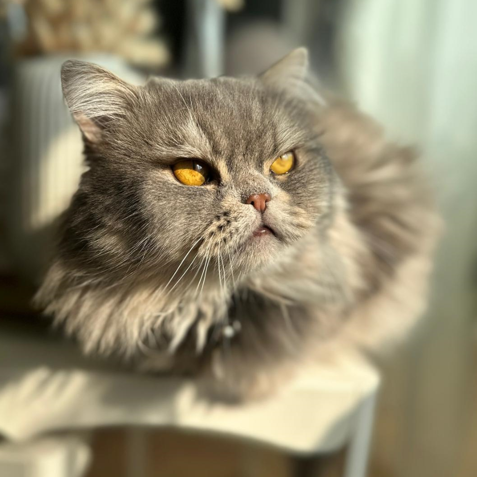 Persian / Male / 5 Years Old - Zue For Pet Supplies Co.