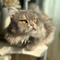 Persian / Male / 5 Years Old - Zue For Pet Supplies Co.
