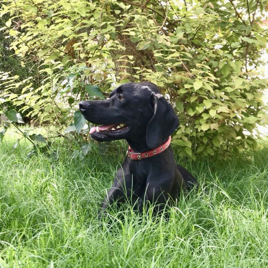 German Shorthaired Pointer (GSP) / Male - Zue For Pet Supplies Co.