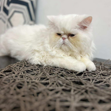 Nafeesa / Persian - Zue For Pet Supplies Co.