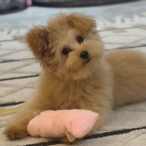 Rico / Pomapoo