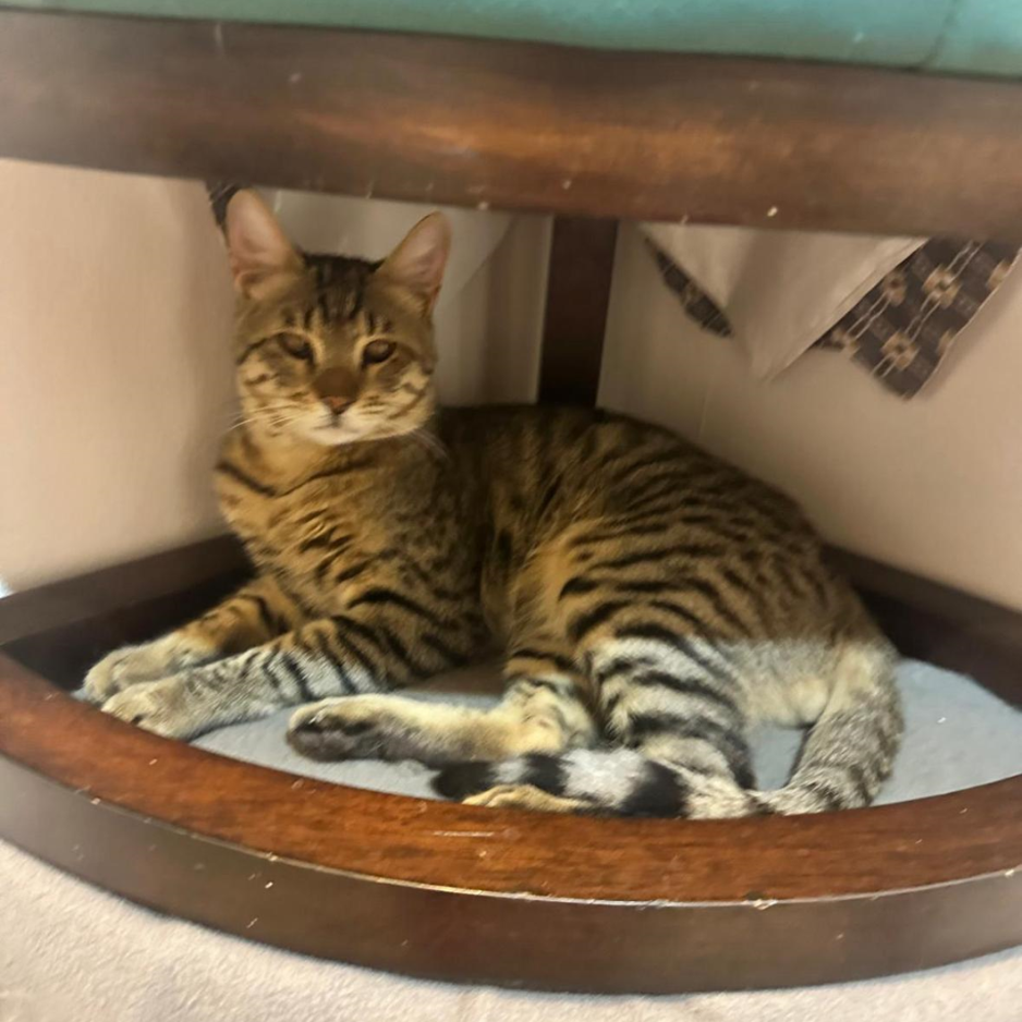 Multiple Cats - Zue For Pet Supplies Co.