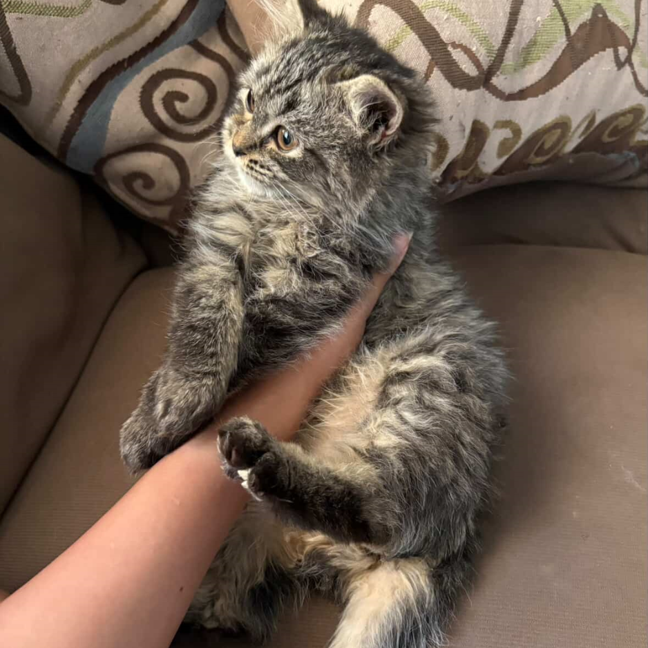 3 Cats / Persian - Zue For Pet Supplies Co.