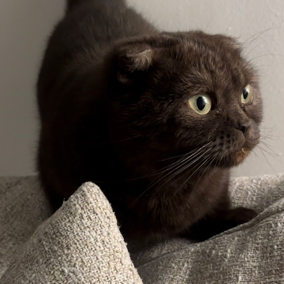 Scottish Fold / Female / 5 Years Old - Zue For Pet Supplies Co.