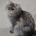 Bobo / Female - Zue For Pet Supplies Co.