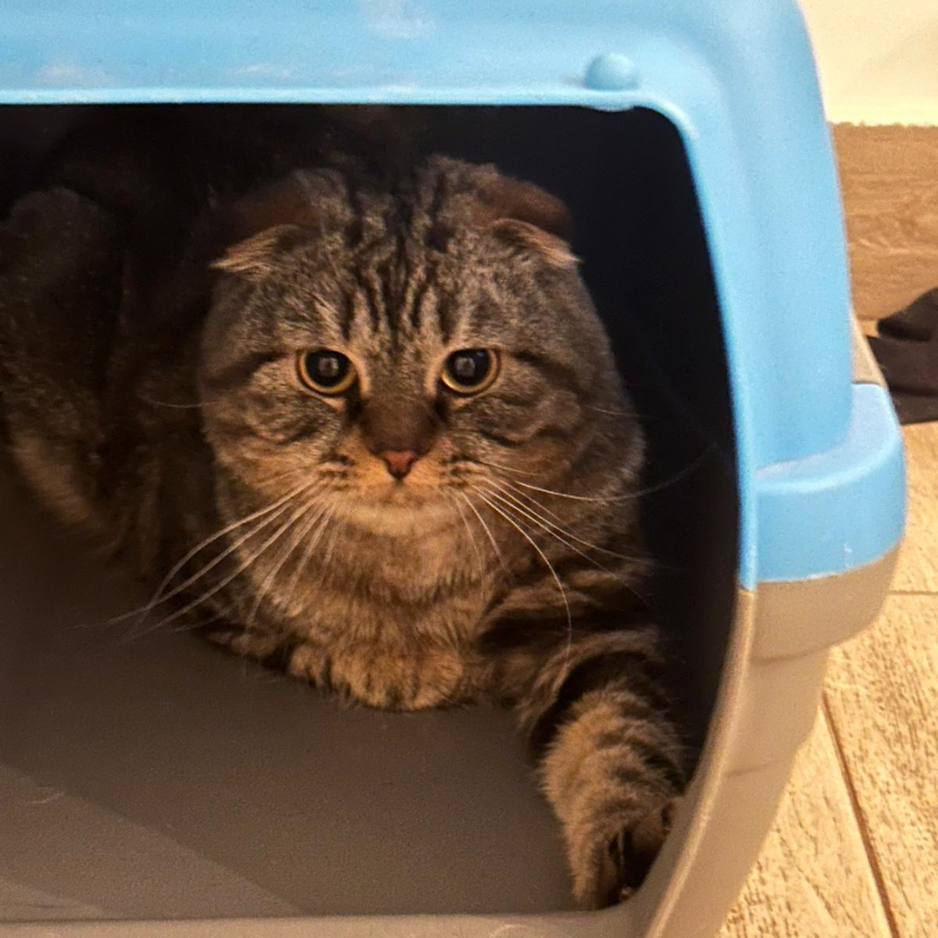 Hunter / Scottish / Male