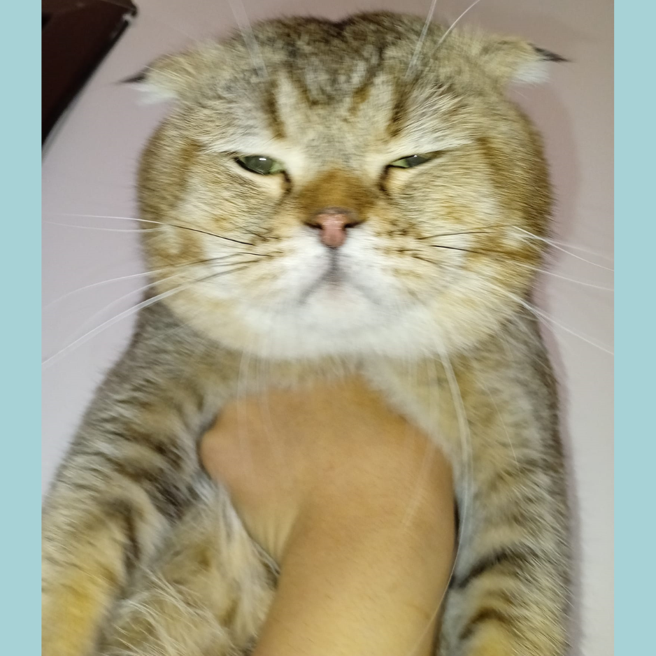 5 Cats - Zue For Pet Supplies Co.